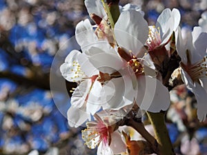 Spring flowers in blue sky background almonds almond  tree