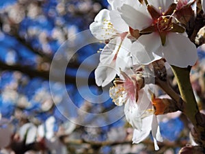 Spring flowers in blue sky background almonds almond  tree