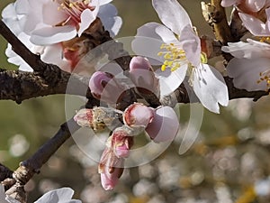 Spring flowers in blue sky background almonds almond  tree