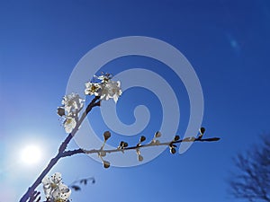 Spring flowers in blue sky background almonds almond  tree