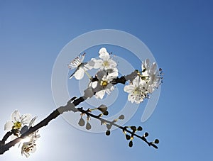 Spring flowers in blue sky background almonds almond  tree