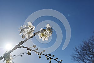 Spring flowers in blue sky background almonds almond  tree