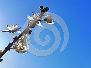 Spring flowers in blue sky background almonds almond  tree