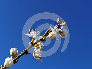 Spring flowers in blue sky background almonds almond  tree