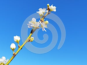 Spring flowers in blue sky background almonds almond  tree