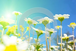 Spring flowers in blue sky background almonds almond  tree