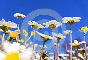 Spring flowers in blue sky background almonds almond  tree