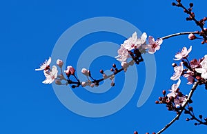 Spring flowers in blue sky background almonds almond  tree