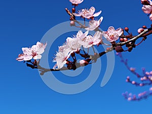 Spring flowers in blue sky background almonds almond  tree