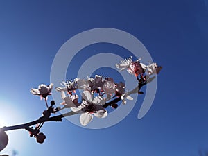 Spring flowers in blue sky background almonds almond  tree