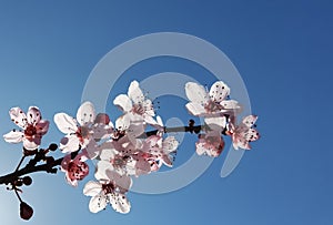 Spring flowers in blue sky background almonds almond  tree