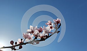 Spring flowers in blue sky background almonds almond  tree