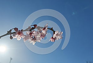 Spring flowers in blue sky background almonds almond  tree