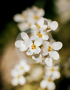 Spring flowers with blurred background. Mackro view.