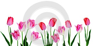 Spring Flowers Border - Banner Pink Tulips In Row On White Background With Copy Space