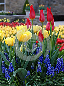 Spring Flowers in a Botanical Garden