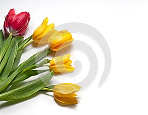 Spring flowers.Bouquet of five tulips on a white background.