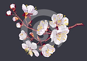 Spring flowers. Branch of realistic white apricot flowers.