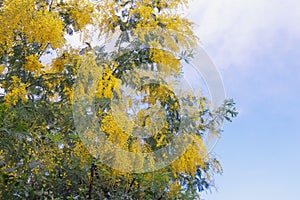 Spring flowers. Branches of Acacia dealbata tree   mimosa  in bloom