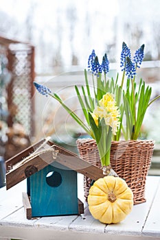 Spring flowers spring bulb grape hyacinth Muscari and yellow hyacinth in handmade wickery basket and blue wooden bird feeder and p