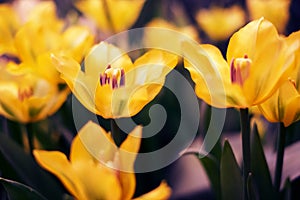 Spring Flowers bunch. Beautiful yellow Tulips with selective focus