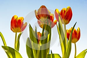 Spring flowers - bunch of orange tulip flowers on blue sky background
