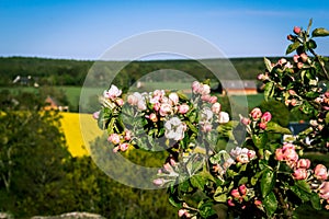 Spring flowers on a bush growing on a hill in the otherwise flat landscape in southern Sweden. In the background farmland and photo
