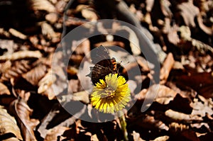 Spring flowers and butterfly - panoramic view