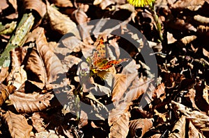 Spring flowers and butterfly - panoramic view