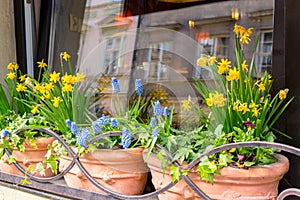 Spring flowers in the cafe window