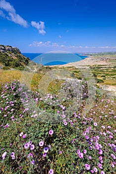 Spring flowers at cape greco,cyprus photo