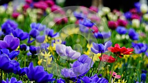 Spring flowers : a carpet of blue annemonae with red, white, yellow and purple accents