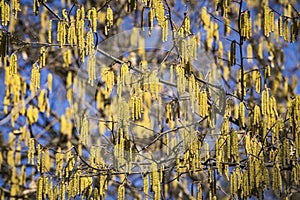 Spring flowers catkins of Common hazel Corylus avellana similar to earrings on the backgriound of blue sky, spring background photo