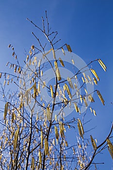 Spring flowers catkins of Common hazel Corylus avellana similar to earrings on the backgriound of blue sky, spring background photo