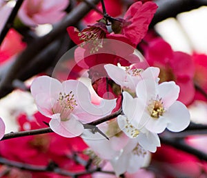 Spring Flowers of Cherry Bloosm