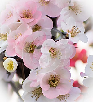 Spring Flowers of Cherry Bloosm