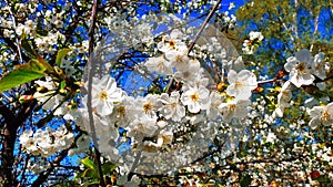 Spring flowers Cherry Blossom tree Spring Summer Flowers but Floral Beautiful White Blue Sky Nature background