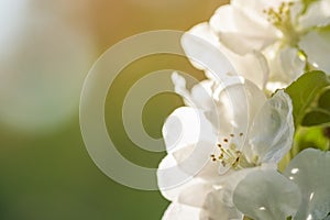 Spring flowers cherry blurred in bloom on green background. Hello spring concept