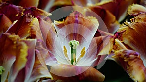 Spring flowers: a close up of colouful tulips with unique texture and colour contrasts