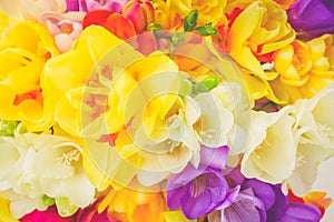 Spring flowers close up