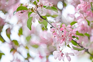 Spring flowers. Close up of pink blossoms. Pastel color springtime background with copy space