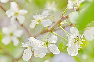 Spring flowers. Close up of white blossoms. Pastel color springtime background with copy space