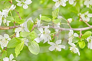 Spring flowers. Close up of white blossoms. Pastel color springtime background with copy space