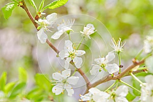 Spring flowers. Close up of white blossoms. Pastel color springtime background with copy space