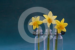 Spring flowers in closeup zoom with family offspring concept showing cute yellow flowers next to each other with green and blue