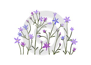 Spring flowers cluster, floral decoration. Spreading bellflowers, wildflowers, blossomed blooms, stems. Delicate field