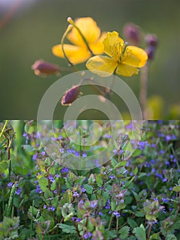 Spring flowers collage