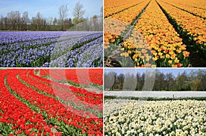 Spring flowers collage. Dutch landscape.