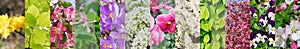 Spring Flowers Collage, Various Flower Collection, Blooming Trees