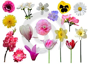 Spring flowers collection